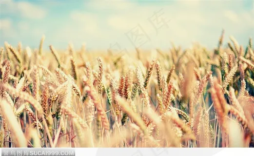 秋季金黄色的稻田里成熟的小麦