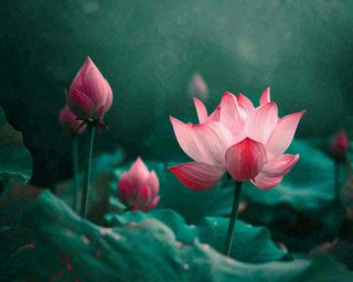 夏天荷花池荷叶荷花特写，夏至小暑大暑摄影图