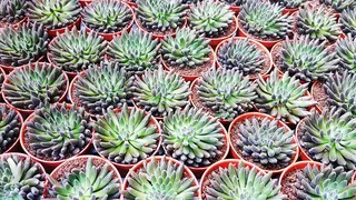 绿色多肉小盆栽图片