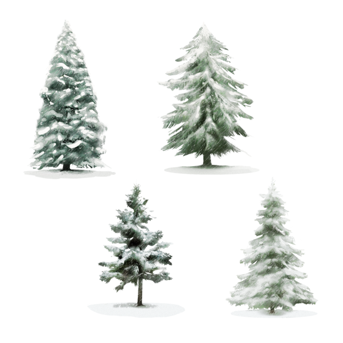 冬天松树圣诞节圣诞树木雪松