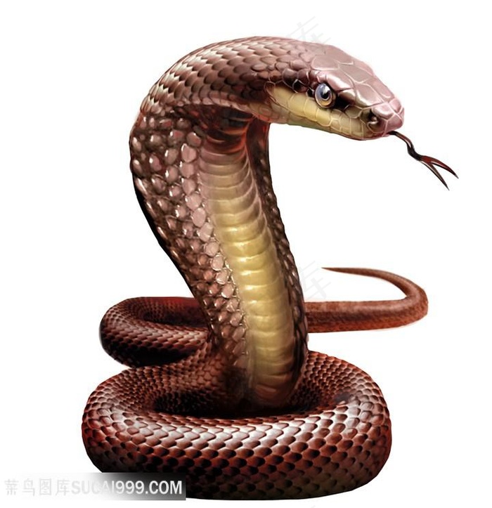 褐色眼镜蛇高清图片