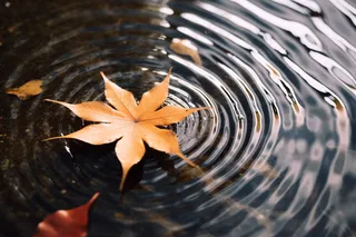 秋天水中落叶枫叶摄影图