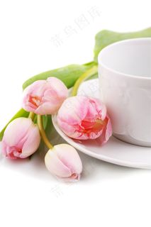 娇美的郁金香鲜花素材 娇美的郁金香鲜花素材