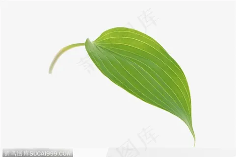 叶片标本(嫩叶) 叶片标本(嫩叶)