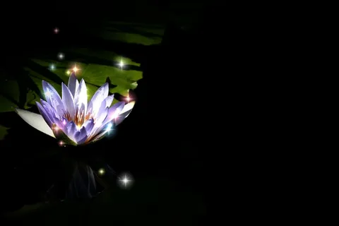 高清夜间荷花图片下载 高清夜间荷花图片下载