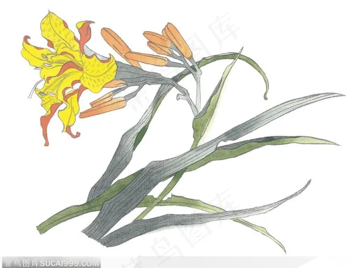 中国国画之花类植物-黄百合