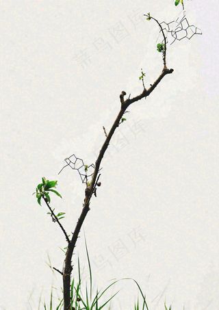 简约白底户外枝叶树枝，极简中国风，立冬摄影图