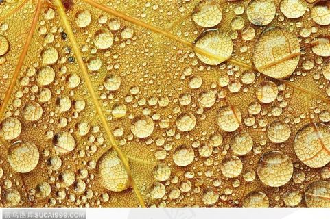 雨后树叶上的露珠