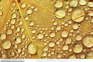 雨后树叶上的露珠