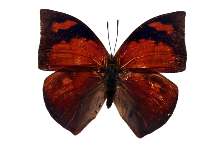 蝴蝶 彩蝶 花蝴蝶 动物 昆虫 免抠