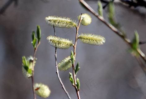 一束狗尾巴草图片唯美