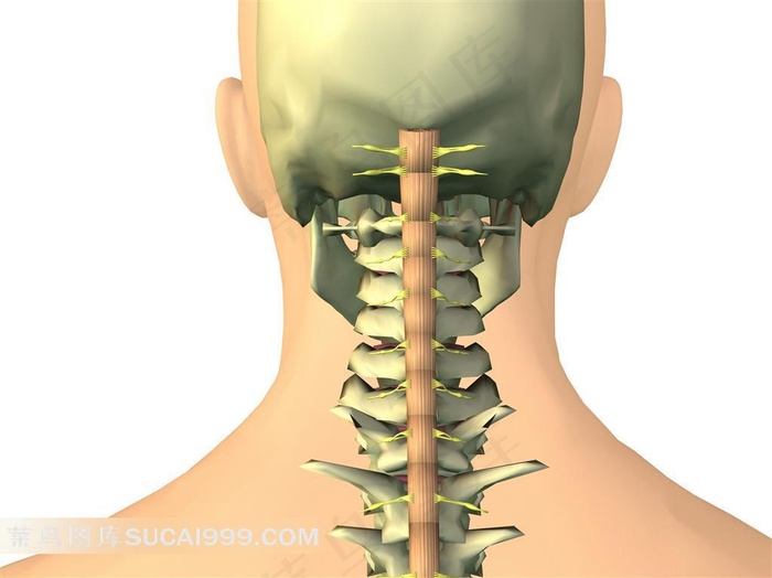 人体脊柱骨骼素材