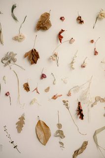 干花干叶子素材