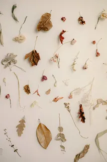 干花干叶子素材 干花干叶子素材