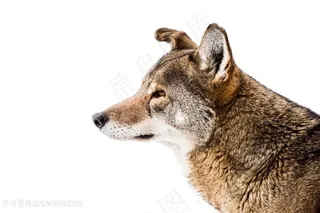 狼头部高清特写图片