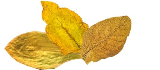 烟草PNG免抠(800x350)