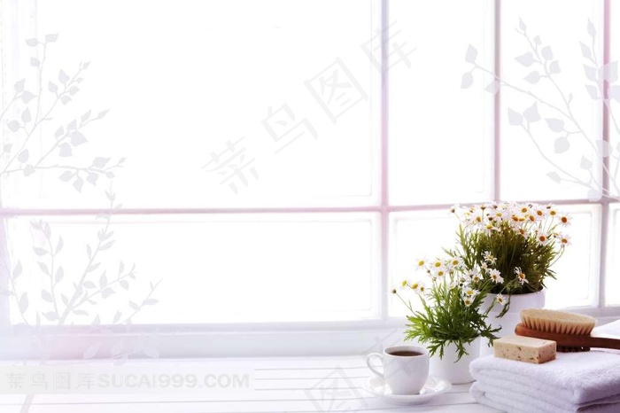 窗前小菊花摄影