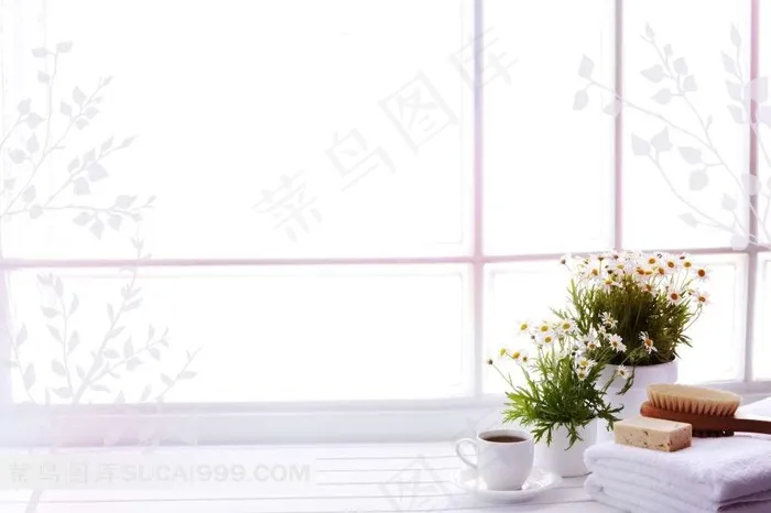 窗前小菊花摄影