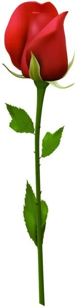 玫瑰 PNG免抠(154x600)