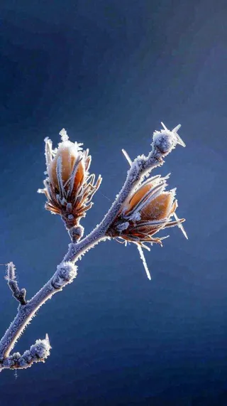 冬天白霜覆盖的植物立冬霜降小雪大雪冬至摄影图