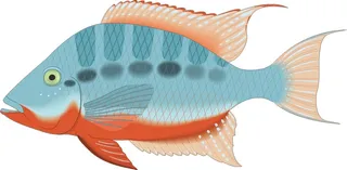 卡通动漫风动画动漫写实素描描摹动物海洋世界鱼2