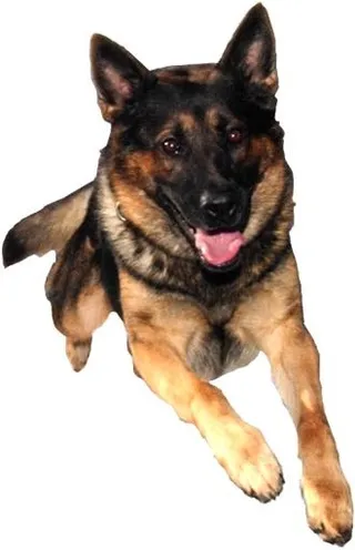 德国牧羊犬 PNG免抠