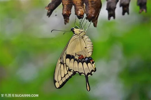 掉在枯枝上的蝴蝶图片