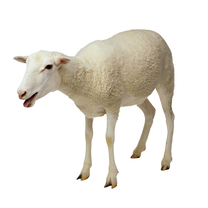 免抠绵羊实物摄影图片