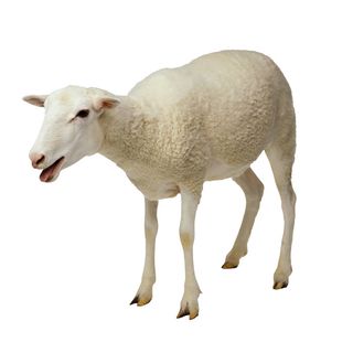 免抠绵羊实物摄影图片