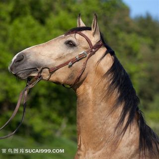 眺望远方的马儿