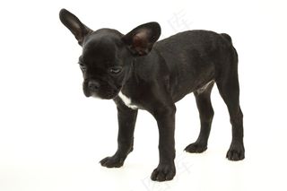 高清可爱小狗图片下载