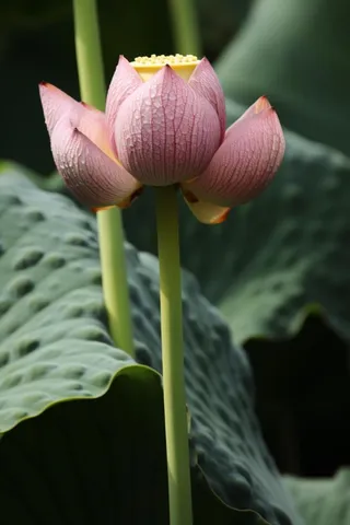 绿色简约节气清新意境背景