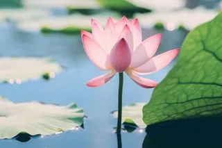 清新粉色荷花荷叶图