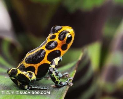 花斑蛙类摄影图片