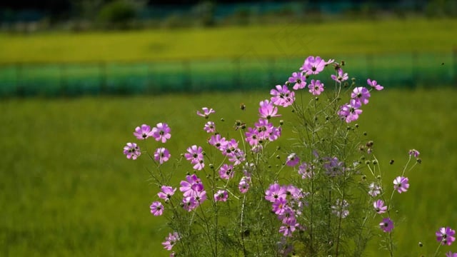 花朵, 宇宙, 原野, 草地, 风, 秋天