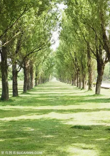 草地天空-草地上的树林
