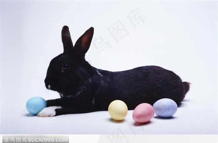 兔子在玩耍