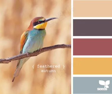 家禽鸟类配色色卡色彩搭配