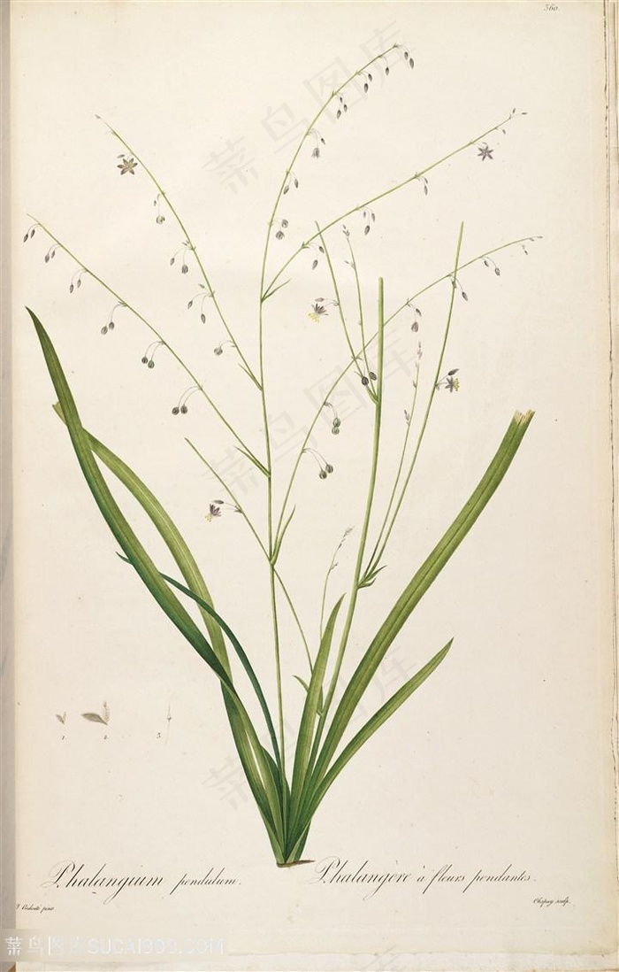 雷杜德原版高清唯美花枝花草图谱素材