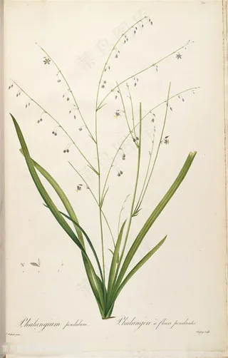 雷杜德原版高清唯美花枝花草图谱素材