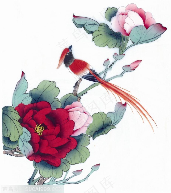 美丽牡丹上的美丽喜鹊