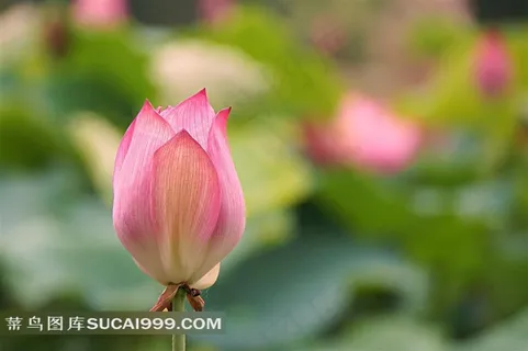 汉堡待放的荷花素材