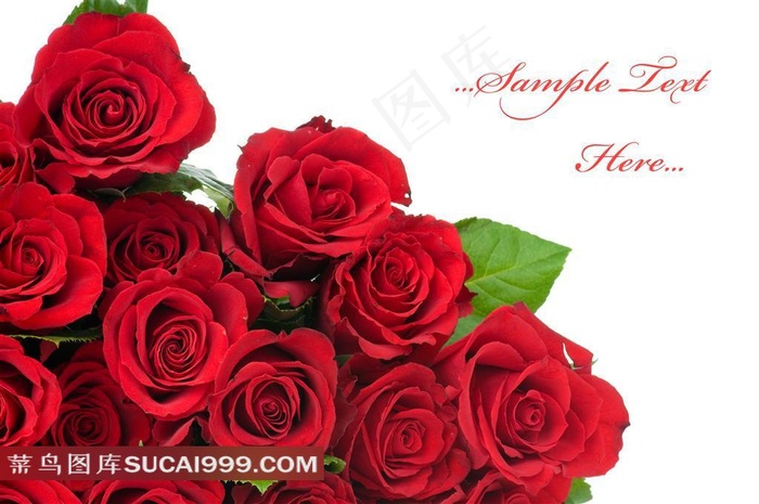 淡雅玫瑰花图片下载