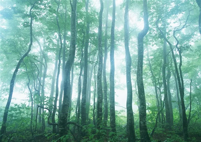 树木风景景观素材