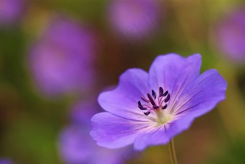 唯美鲜花高清图片 唯美鲜花高清图片