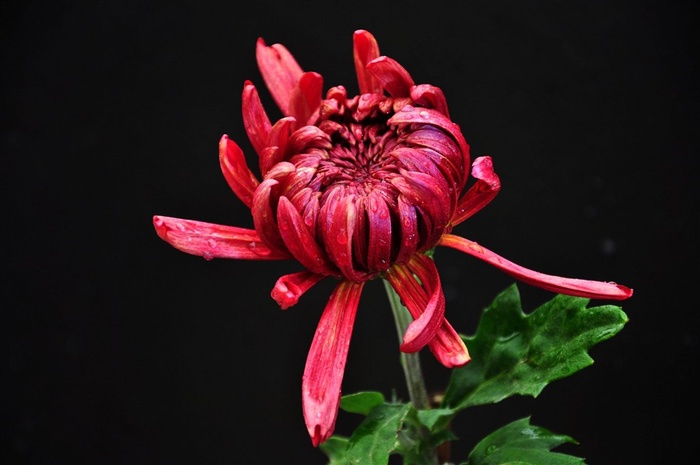 各种颜色的菊花高清摄影图