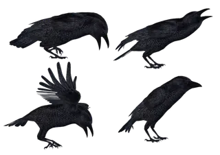 乌鸦动物园动物设计素材森林野生