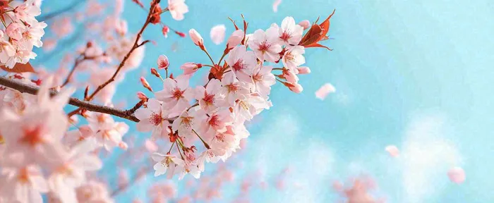 唯美粉色樱花花瓣春天浪漫梦幻蓝色，春分惊蛰摄影图(1712x704)