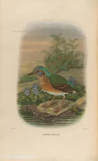 高清站在河边石头上的小鸟油画图片