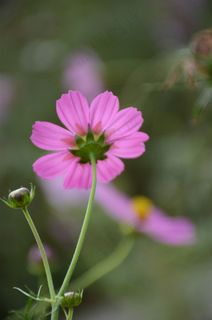 阳光下的波斯菊